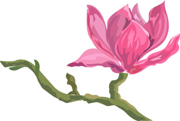 Flower  watercolor illustration on transparent background.
