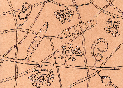Hand-drawn illustration of Trichophyton mentagrophytes fungi on aged paper, reminiscent of medieval medical drawings, merging artistry with mycological depiction.