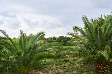 Fototapeta na wymiar Palm trees and farmland in jeje island