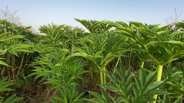 Porang or tuber plant (Amorphophallus muelleri) crop agricultural field