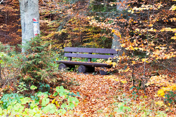 lonely bench in the forest