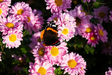 autumn forest and mountains