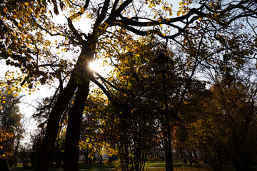 sun through the branches of an autumn tree