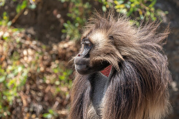 A Gelada Monkey (Theropithecus Gelada) opening its mouth wide to bear its teeth, Simien Mountains National Park, Ethiopia