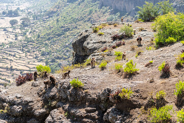 Gelada Baboon in Simien Mountains National Park, Amhara region, North Ethiopia