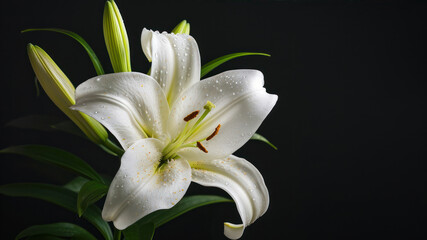 White lily with water drops on black background. Studio shot.