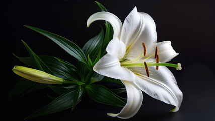 White lily on a black background. Studio photography of flowers.