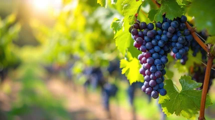Zelfklevend Fotobehang Ripe grapes growing in vineyard © buraratn