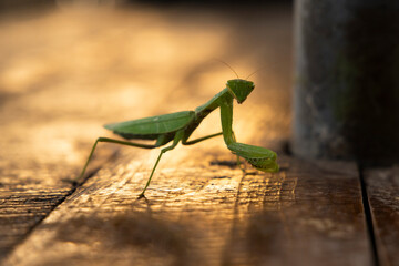 closeup of praying mantis on a wooden table with red sunset light - Powered by Adobe