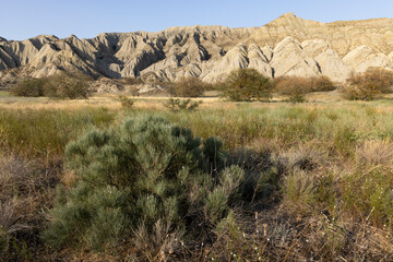 Vashlovani national park in georgia at sunset on a sunny summer day