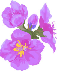Flower  watercolor illustration on transparent background.
