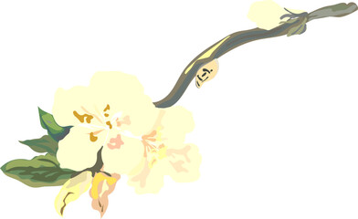 Flower  watercolor illustration on transparent background.
