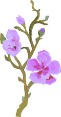 Flower  watercolor illustration on transparent background.

