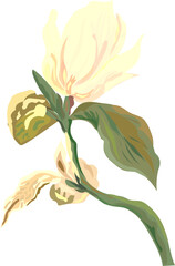 Flower  watercolor illustration on transparent background.
