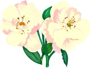 Flower  watercolor illustration on transparent background.
