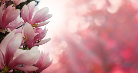 Pink floral spring background. Beautiful flower and bokeh light