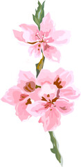 Fototapeta na wymiar Flower watercolor illustration on transparent background.