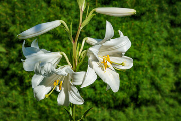 White Madonna lily, or Lilium Candidum flower on a natural dark evergreen background. White lily. Selective focus. The concept of nature