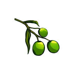 green olive branch