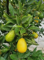 Limequat limonella yellow on a bush branch in a natural environment