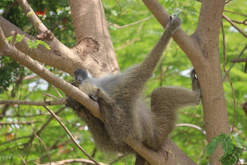 Obraz premium monkey and its lazy attitude . just chilled monkey . sleepy monkey