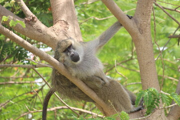 Obraz premium monkey and its lazy attitude . just chilled monkey . sleepy monkey