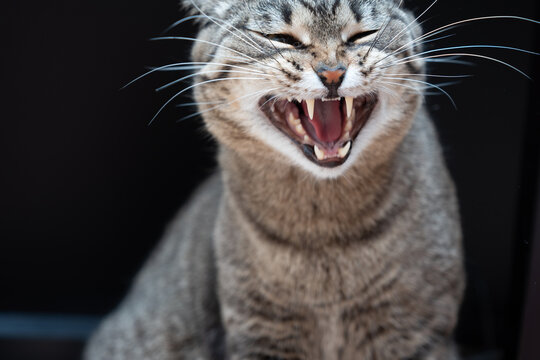 Laughing cat on black background. High quality photo