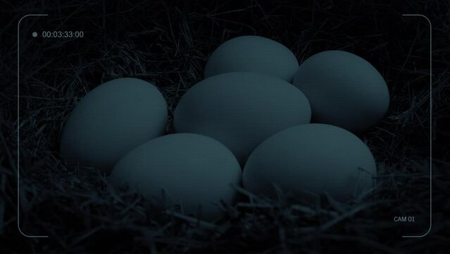 Closed Circuit Feed Of Eggs In Nest At Night