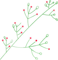 Plant foliage foral watercolor hand drawn illustration isolated on transparent background