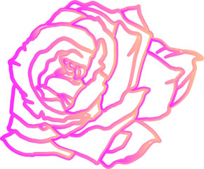 pink rose abstract line art