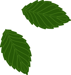 Obraz premium green leaves hand drawn illustration isolated on transparent or white background 
