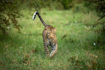 Male leopard ( Panthera Pardus) walking towards the camera, Olare Motorogi Conservancy, Kenya.