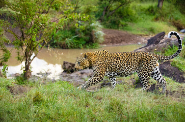 Male leopard ( Panthera Pardus) passing by, Olare Motorogi Conservancy, Kenya.