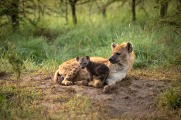 A spotted hyena mother (Crocuta crocuta) with pup at a den, Olare Motorogi Conservancy, Kenya.
