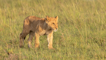 Lion cub ( Panthera Leo Leo) walking and keeping up the pride, Olare Motorogi Conservancy, Kenya.