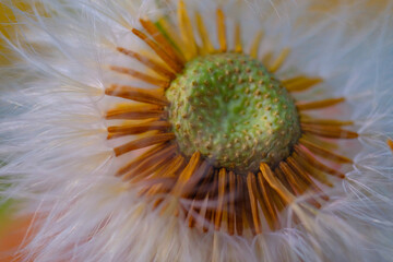Flower Photography. Plants Closeup. Close up of incomplete dandelion flowers. Dandelion flowers...
