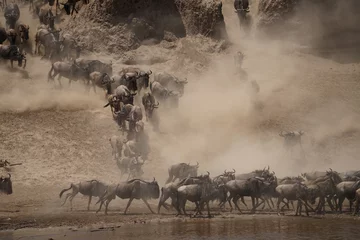 Fototapete Kilimandscharo african wildlife, gnu antelopes river crossing, stampede