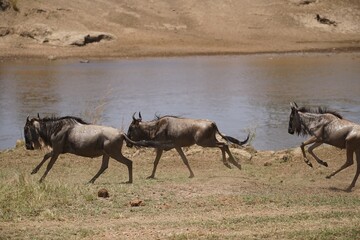 Naklejka na ściany i meble african wildlife, gnu antelopes river crossing, stampede, migration