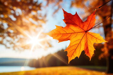 Naklejka na ściany i meble Nature's Embrace: Autumn's Warmth in Sunlit Brilliance