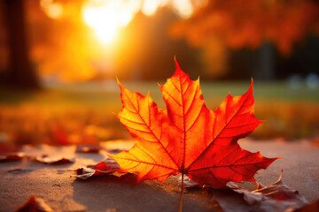 Naklejka na ściany i meble Autumn's Brilliance: Nature's Warm Embrace in Sunlight