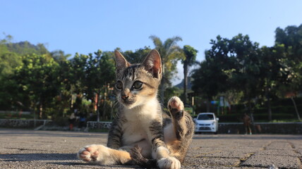 Brown cat sitting on the rough concrete floor, pet cat living at home