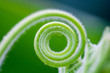 Close up The young shoots of plants curl into a spiral that resembles the law of the golden ratio. - Powered by Adobe