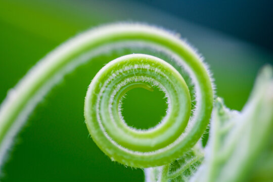 Close up The young shoots of plants curl into a spiral that resembles the law of the golden ratio.