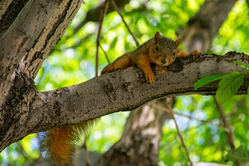 squirrel on a tree