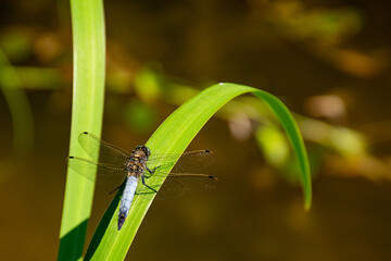 dragonfly on a leaf