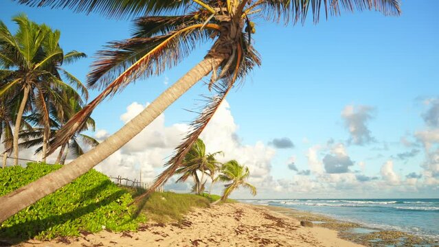 Motion along wild tropical beach with hanging palm tree over the sand. Sunny day in Dominican Republic. Top travel destinations for summer vacations