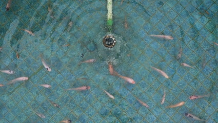 Colourful fish in a pool with running water from makeshift drain