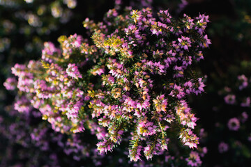 Pink heather sprigs on a plant in the ground in winter, ericaceae, calluna vulgaris