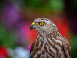 Portrait of a Shikra bird.