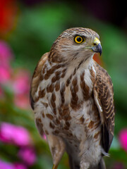 Closeup of a Shikra.